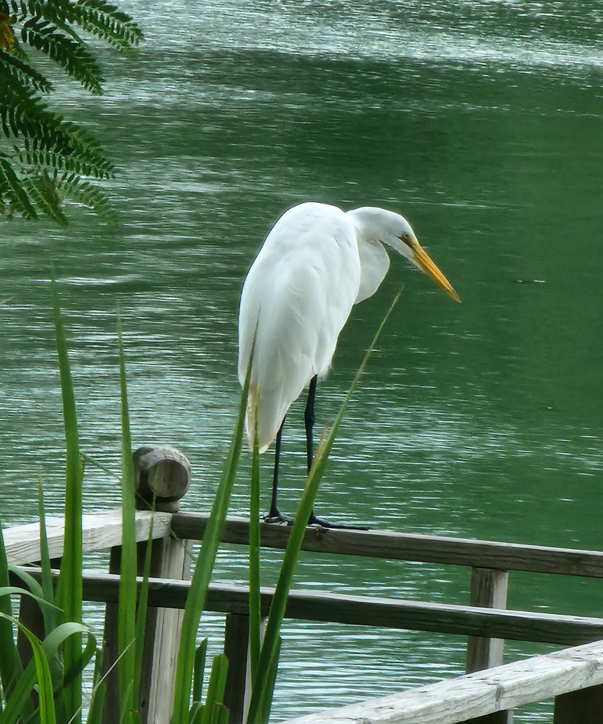 Wildlife