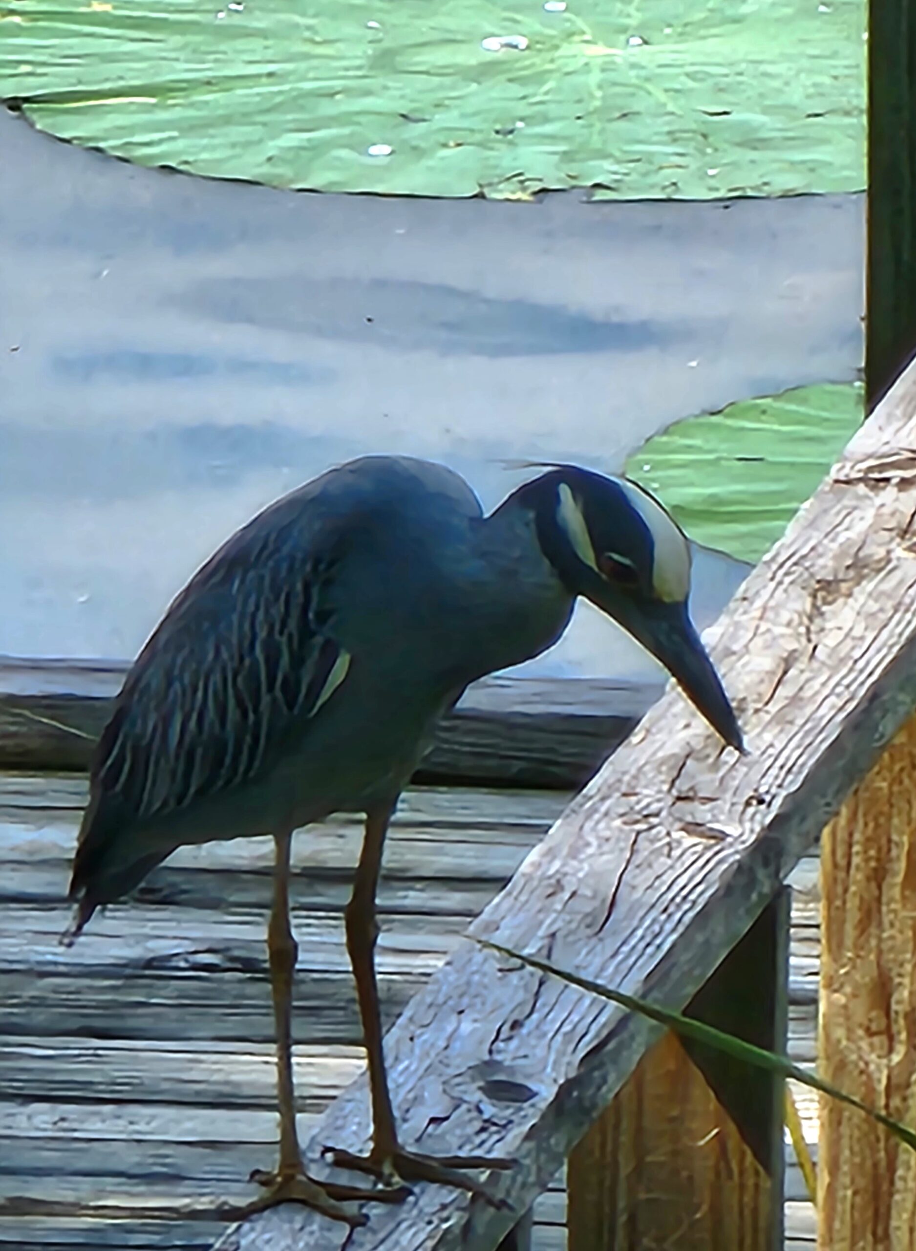 Wildlife