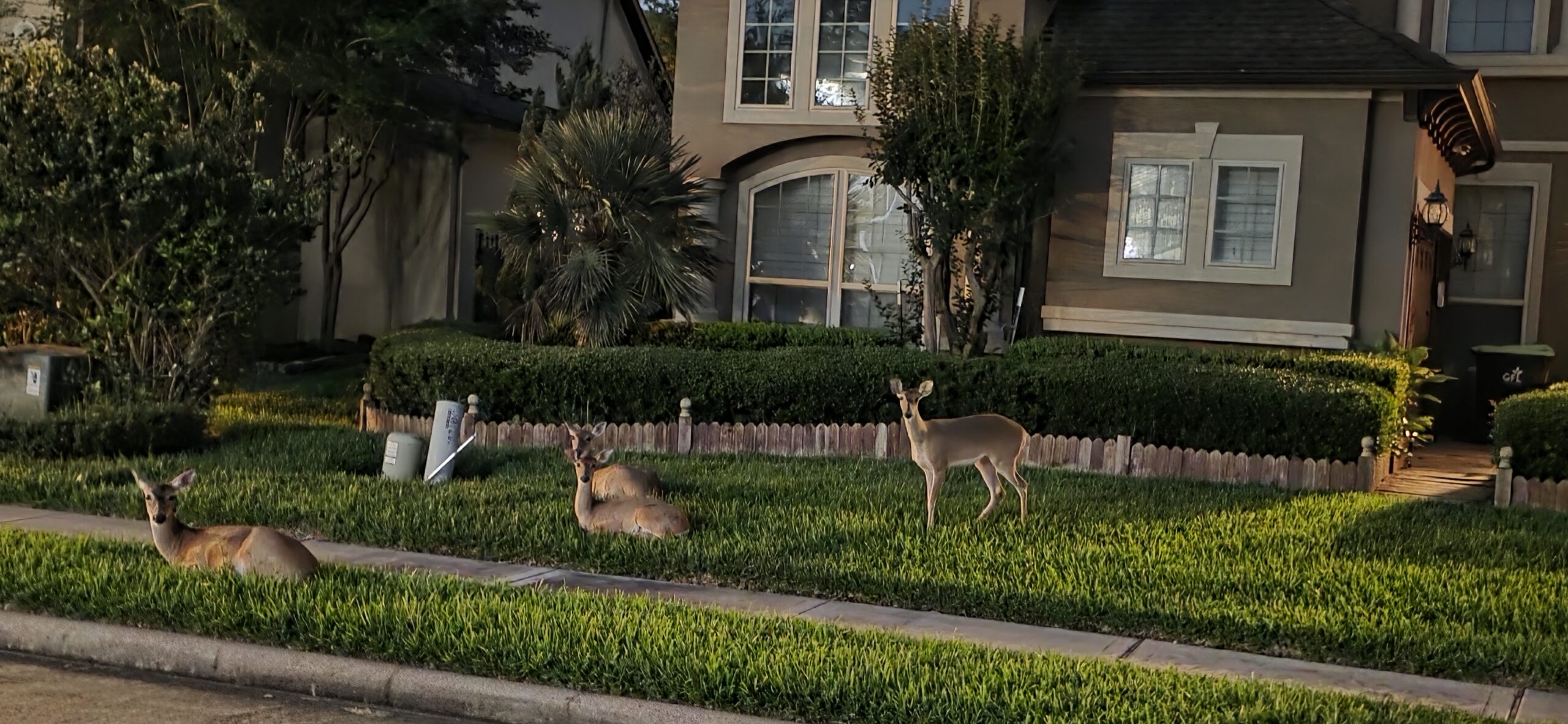 Wildlife