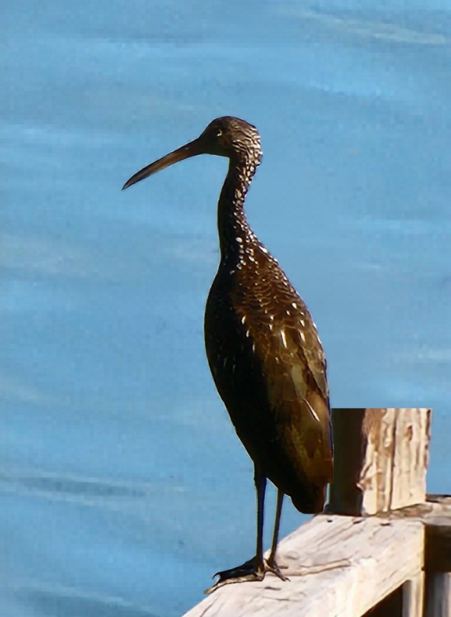 Limpkin