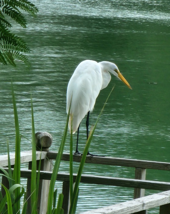 Wildlife