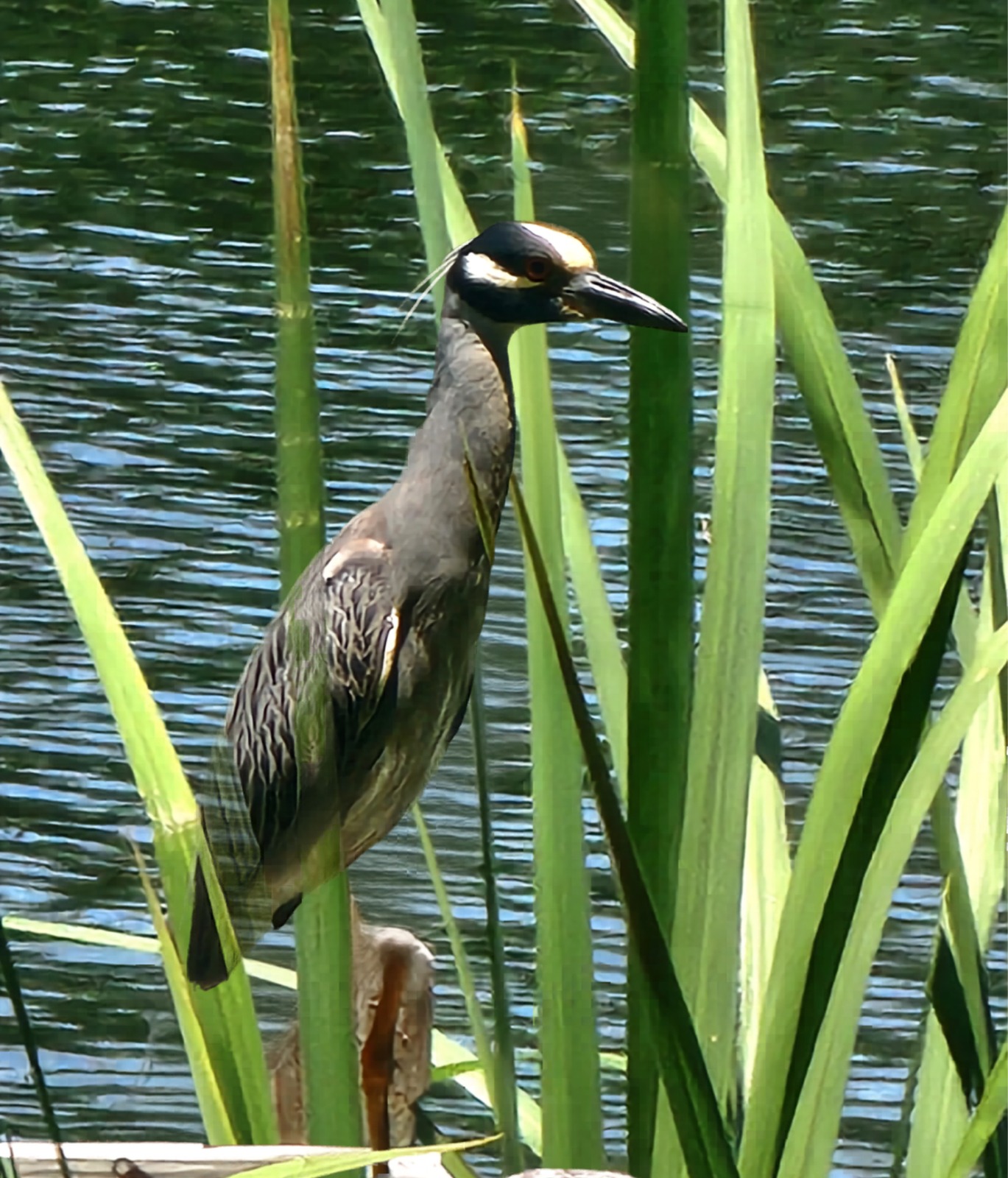 Wildlife