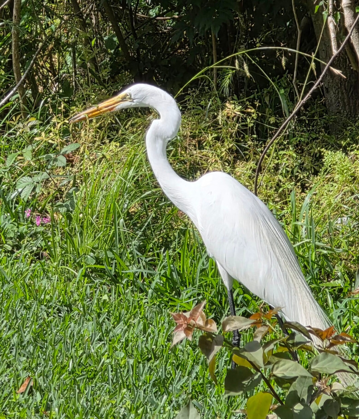 Wildlife