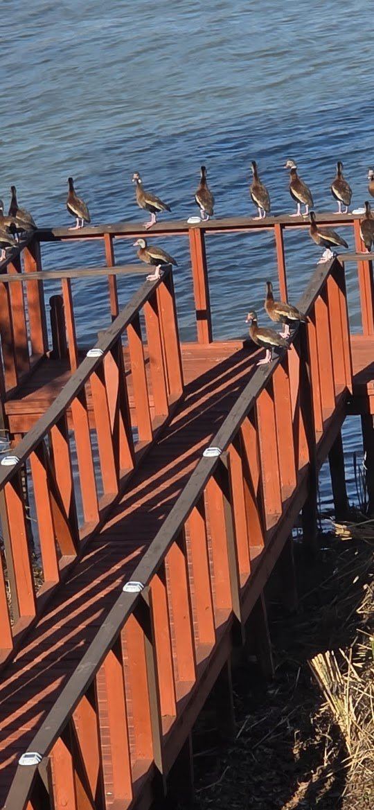 Whistling ducks