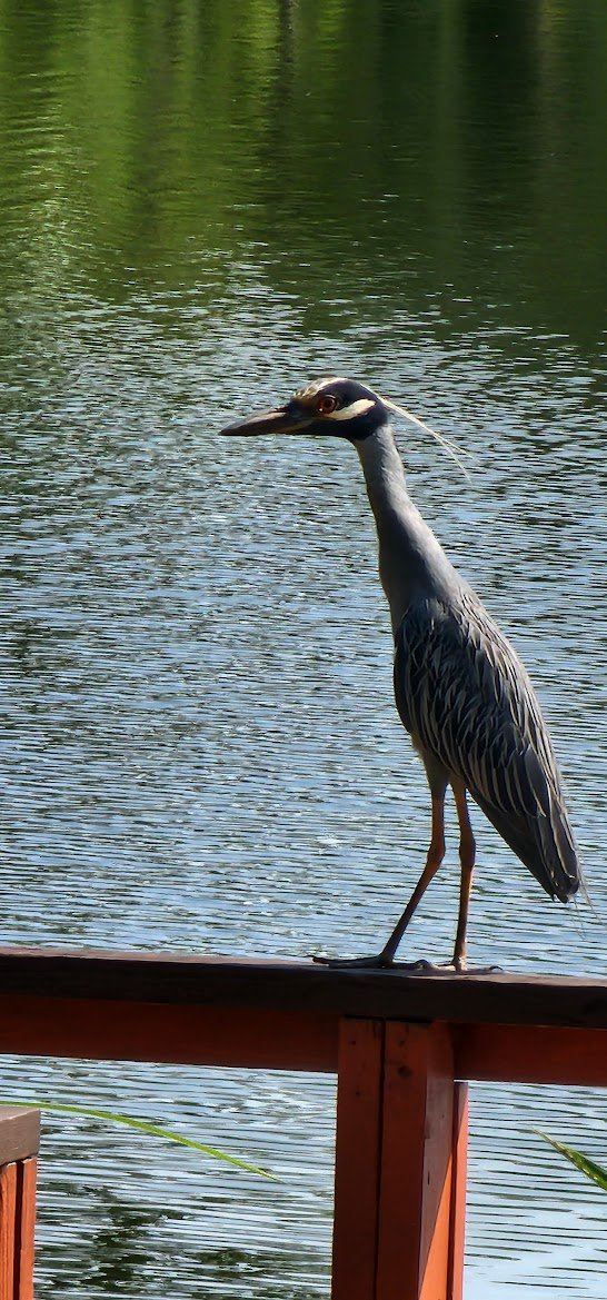 Yellow-crowned night heron